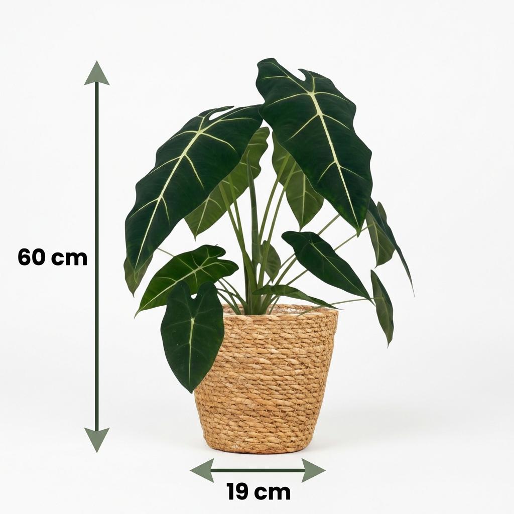 Green boutiQ - Zimmerpflanze - Elefantenohr - Alocasia Frydek - Grün - Pflegeleicht - 1 Pflanze - mit Korb - Topf 19cm - Höhe 60cm