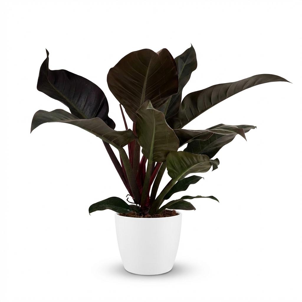 Philodendron - Philodendron Imperial Red - Pot 19cm - Height 60cm