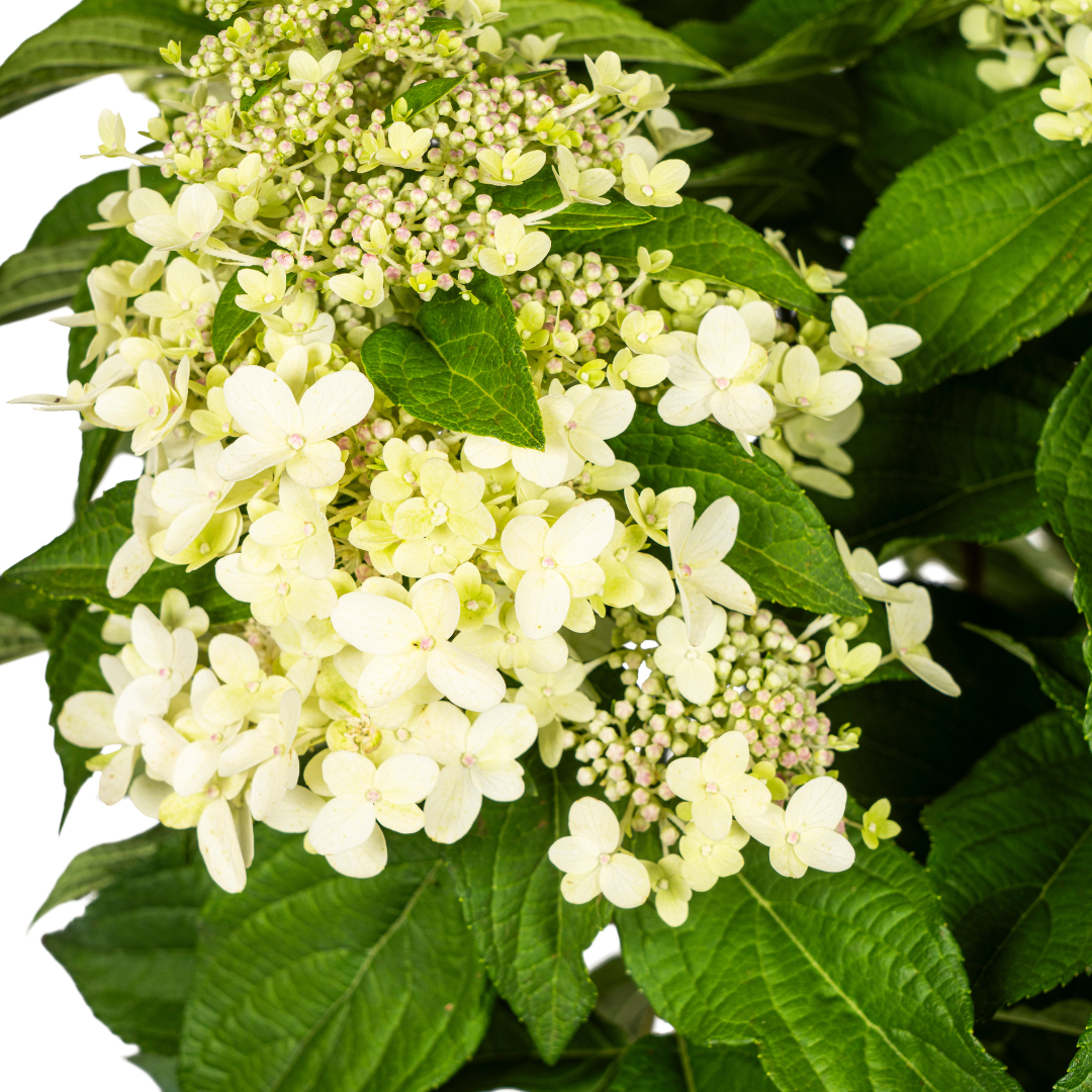 Hydrangea Paniculata White