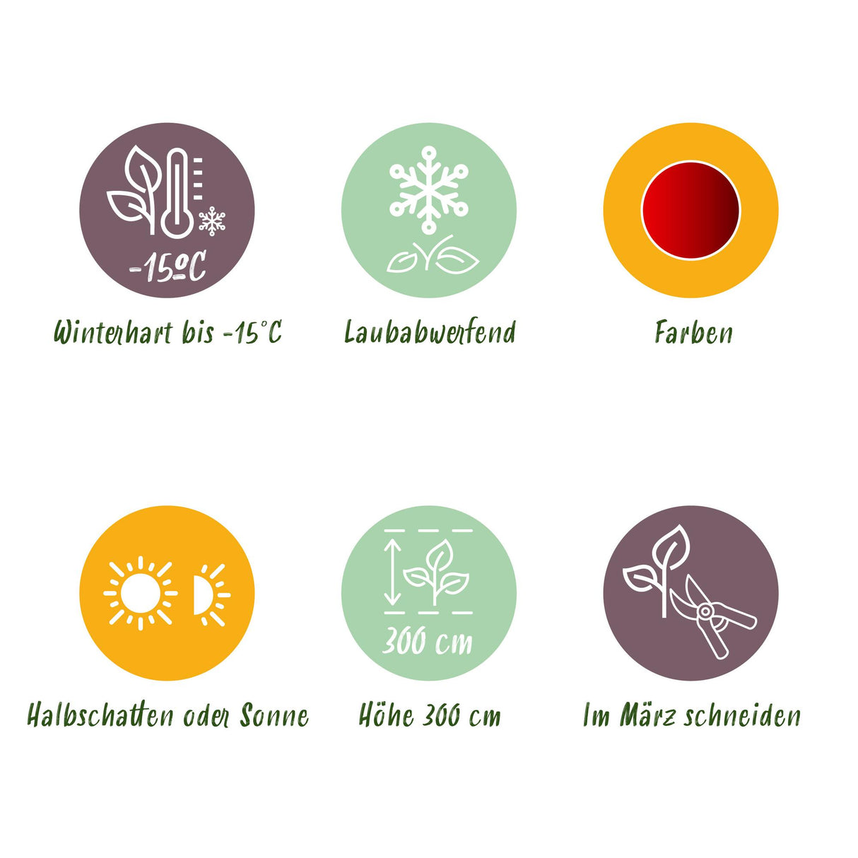 Acer palmatum Sumi-nagashi x2