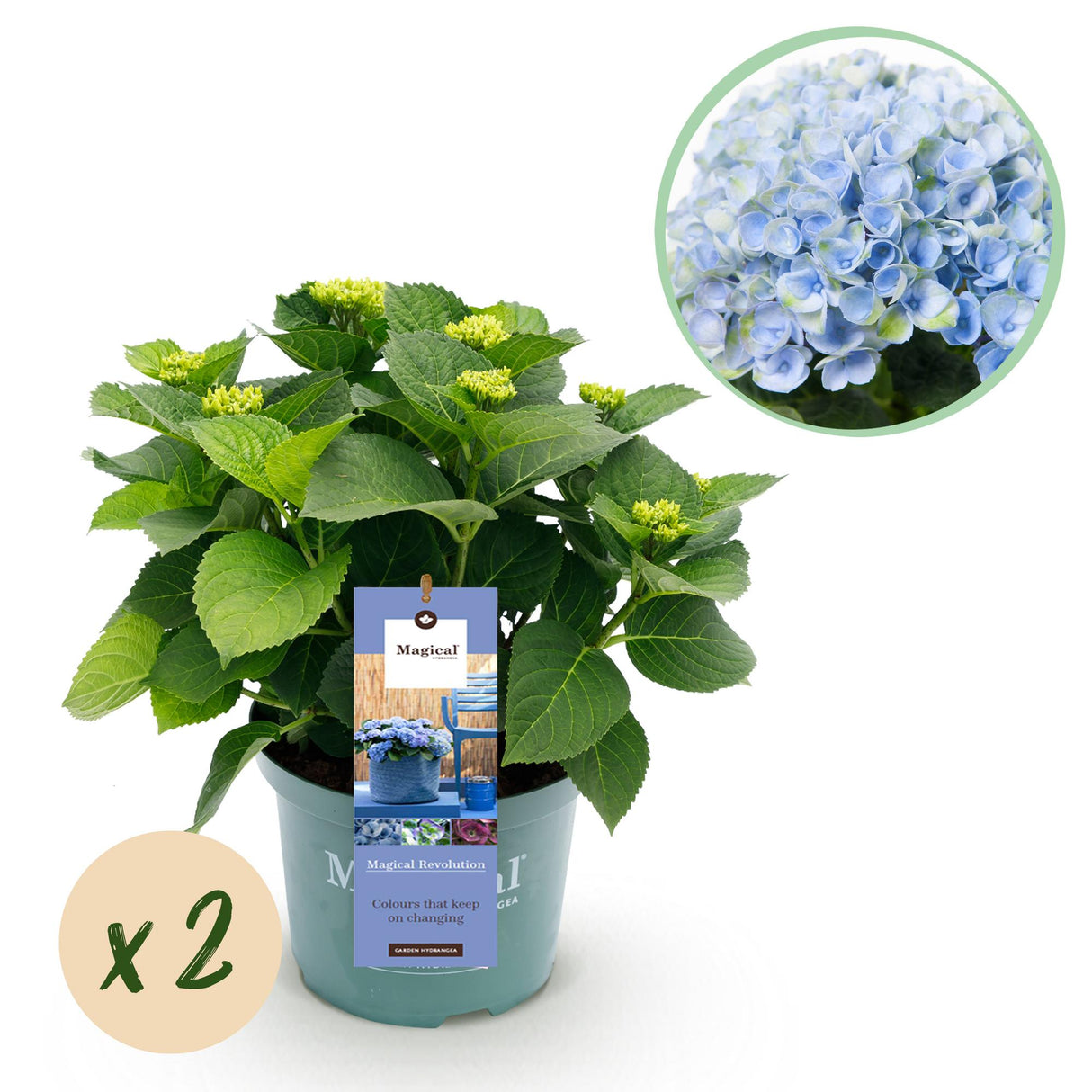 Hydrangea Magical Revolution Blue
