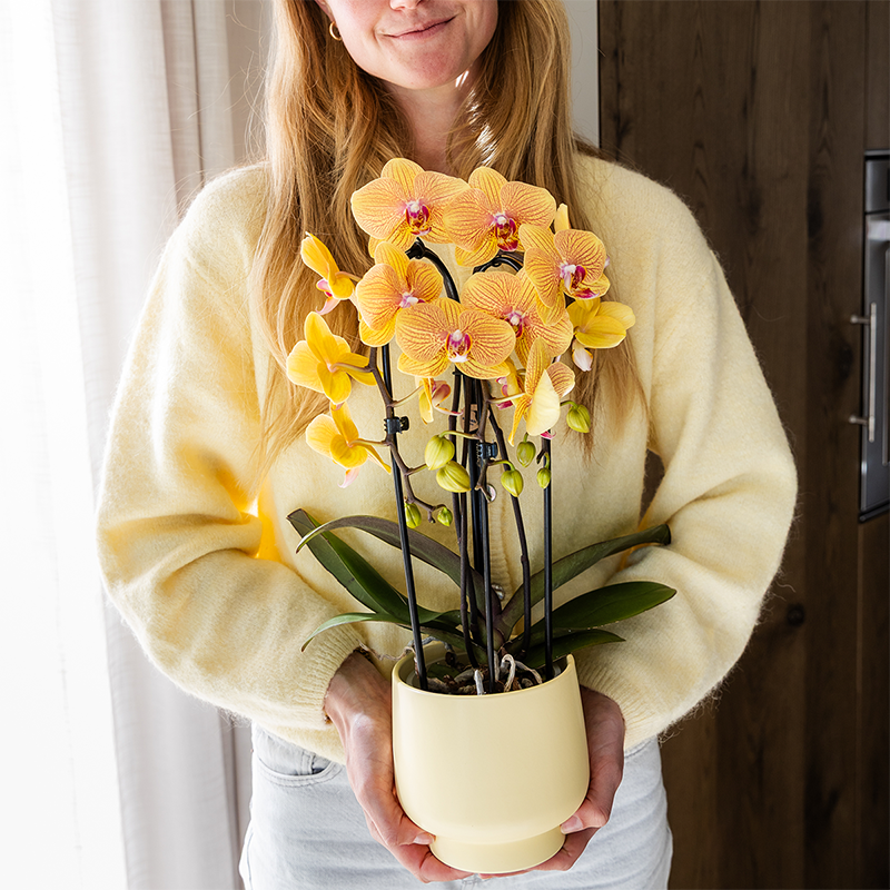 Orange Phalaenopsis Orchid Pot Size Ø12cm | Sunny Bunny | Flowering Houseplant – Fresh from the Grower