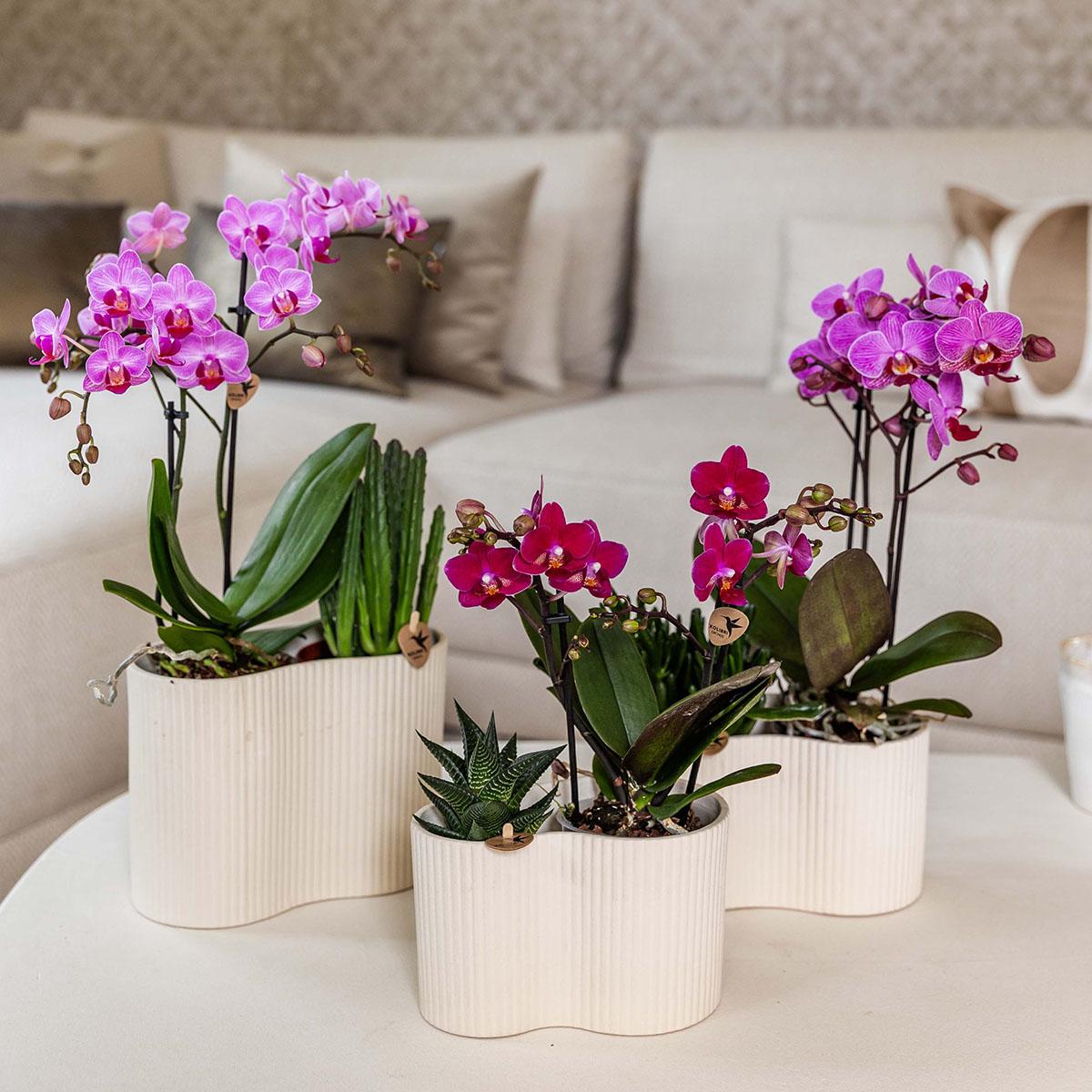 Purple Phalaenopsis Orchid Pot Size Ø9cm | Chamonix | Flowering Houseplant – Fresh from the Grower