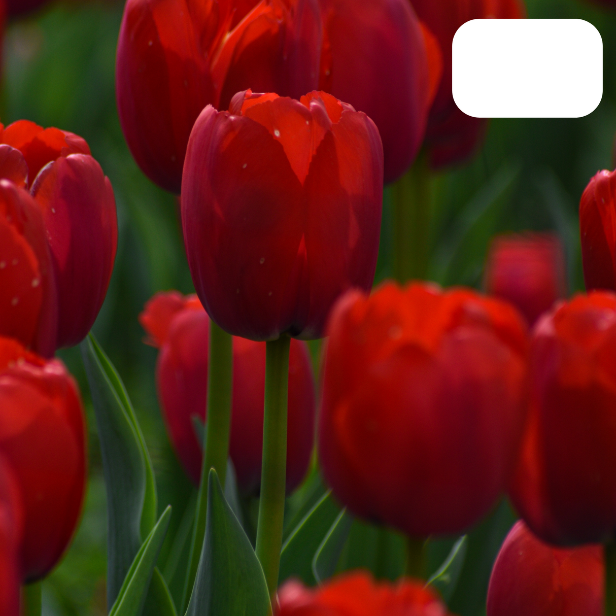 Tulip Bulbs Ile de France – 20 Pieces | Deep Red Tulip – Classic, Bold & Elegant – For Garden or Pot – Size 11/12 – Fresh from the Grower