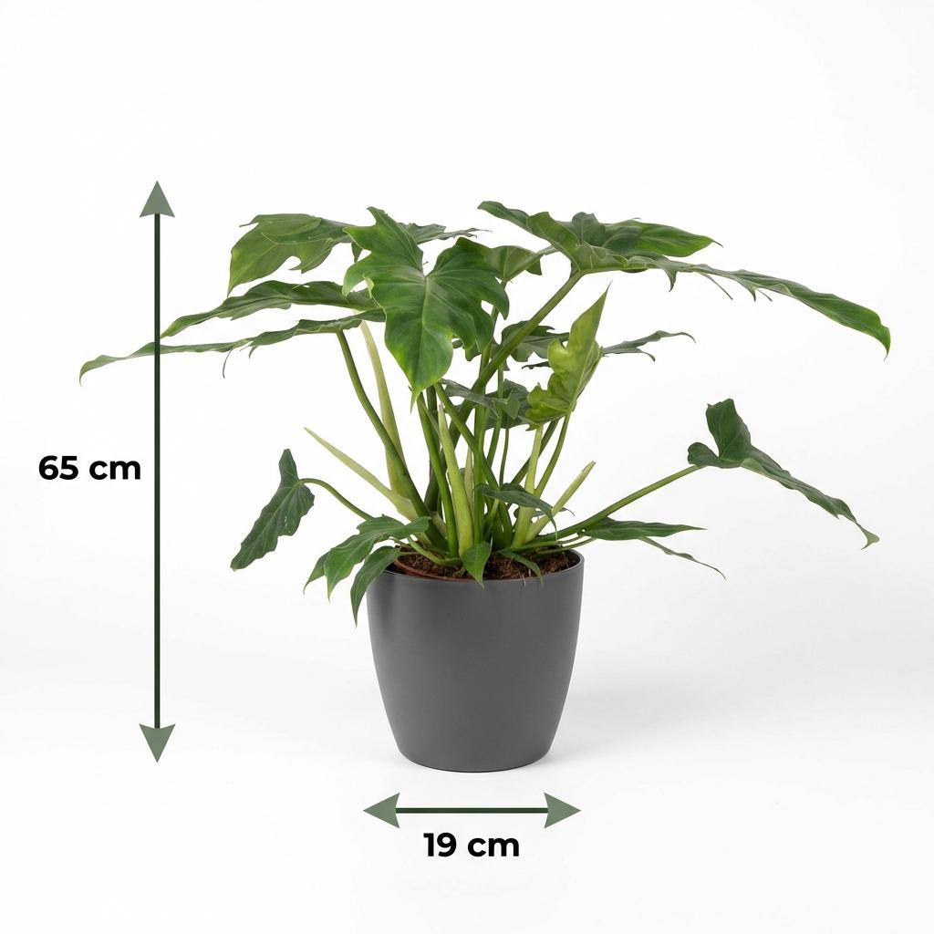 Philodendron - Philodendron Lacerum - Green - Pot 19cm - Height 65cm