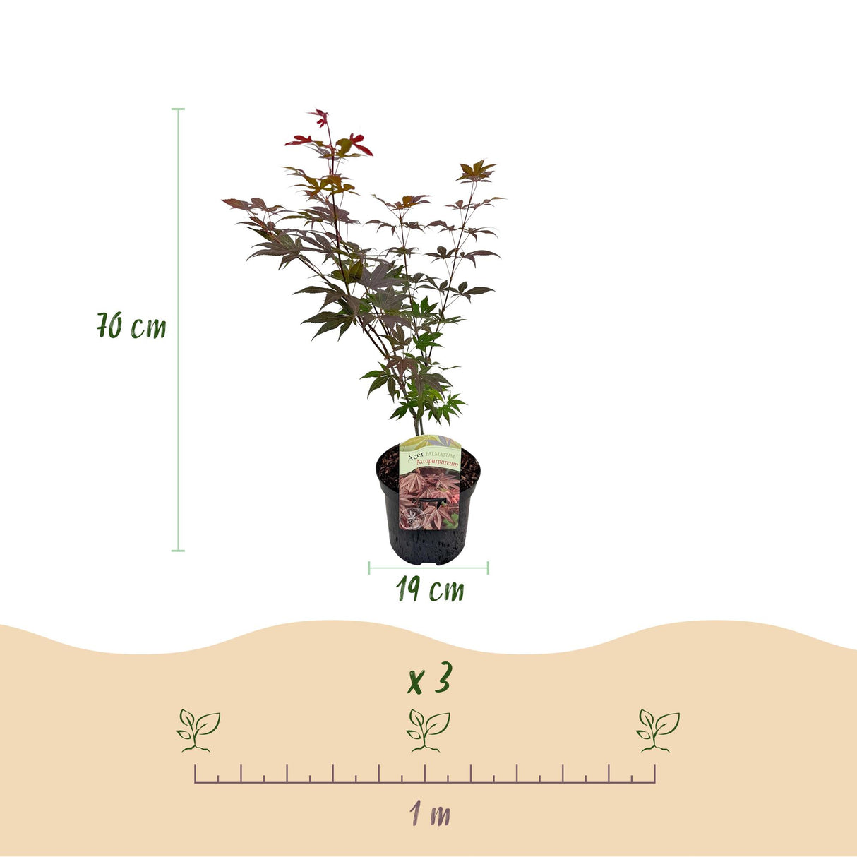 Green boutiQ - Terrasplant - Japanse Esdoorn - Acer palmatum Atropurpureum - Paars - 2 Planter - Bladverliezend - Potte 19cm Højte 70cm