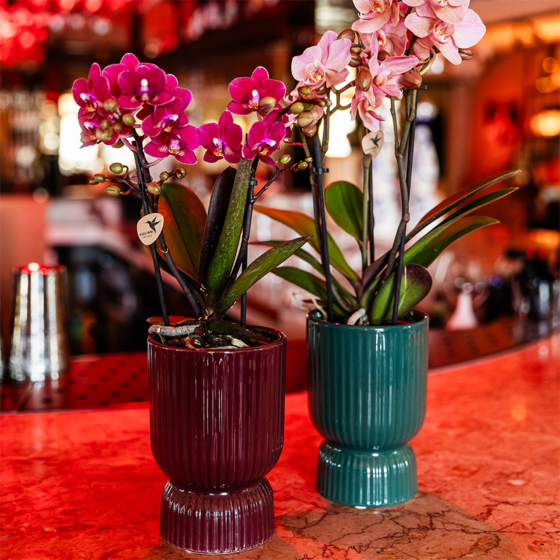 Purple Phalaenopsis Orchid Pot Size Ø9cm | Chamonix | Flowering Houseplant – Fresh from the Grower