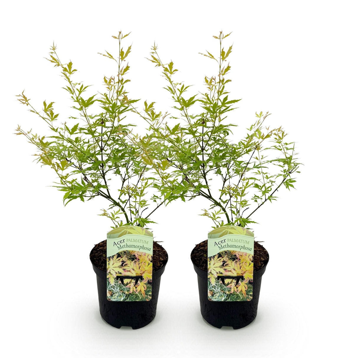 Grøn boutiQ - Terrasplant - Japansk Esdoorn - Acer palmatum Methamorphosa - Grøn - 2 Planter - Bladverliezend - Potte 19cm Højte 70cm