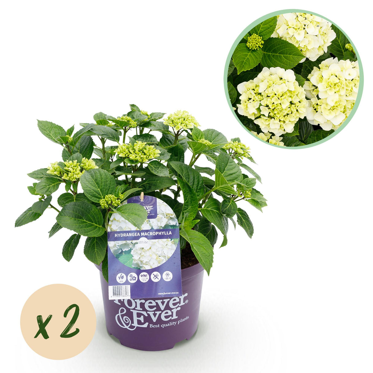 Hydrangea macrophylla Forever & Ever White x2