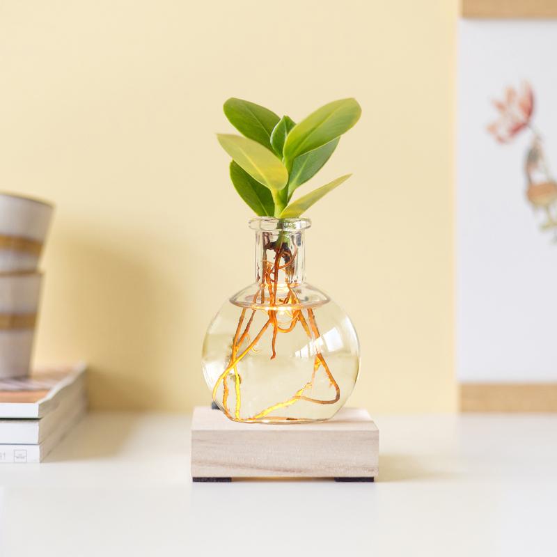 Glowplant - Clusia in a vase with a lamp