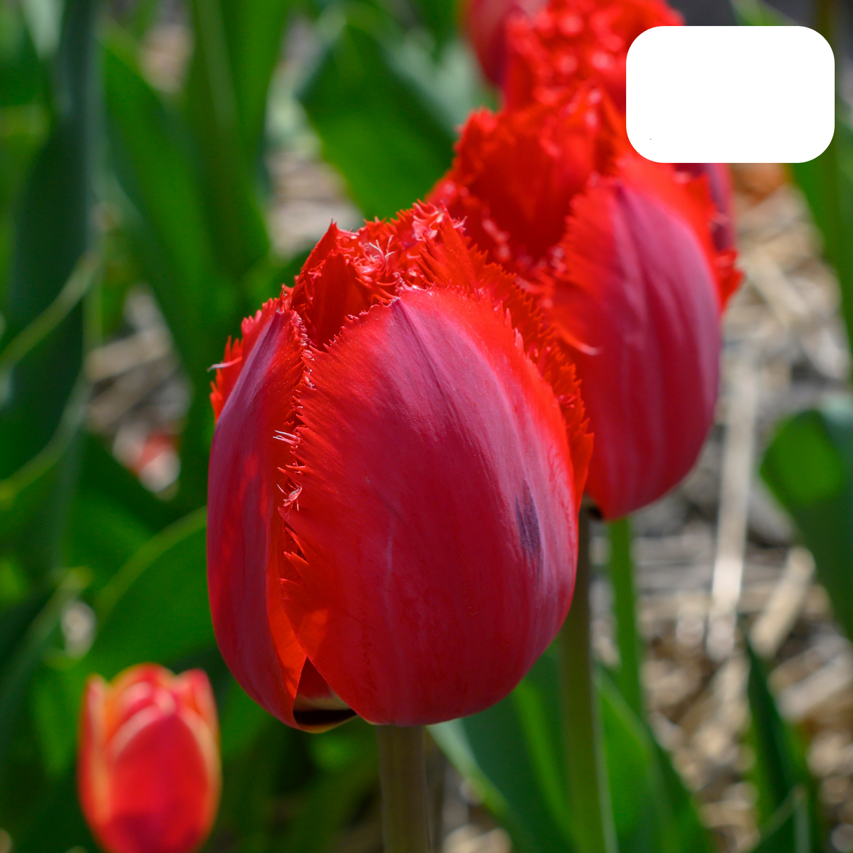 Red Tulip with Fringed Edge / Pot – Size 11/12 x20