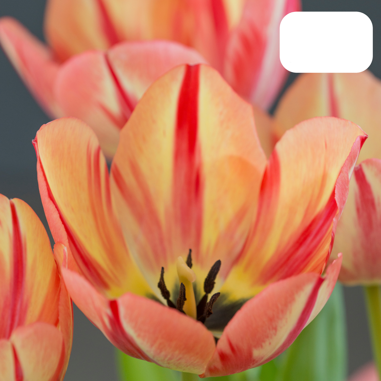 Red-Orange Tulip – Fiery / Pot – Size 11/12
