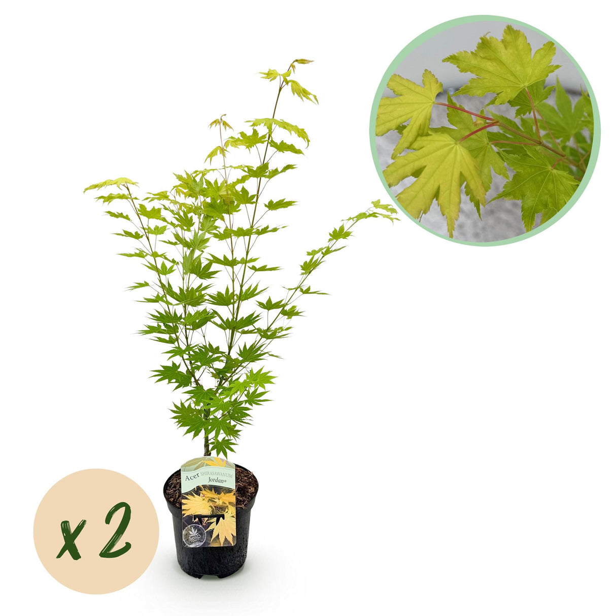 Grøn boutiQ - Terraplant - Japanse Esdoorn - Acer palmatum Jordan - Geel - 2 Planter - Bladverliezend - Potte 19cm Højte 70cm