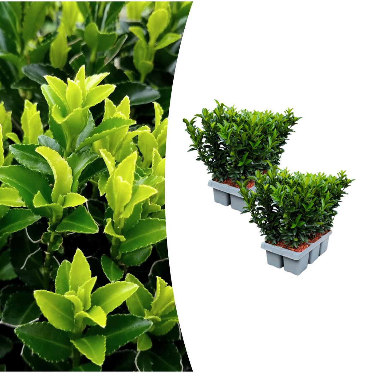 2 x 6-pack Euonymus 'Green Spire' – Ø 7 cm – ↨ 15 cm