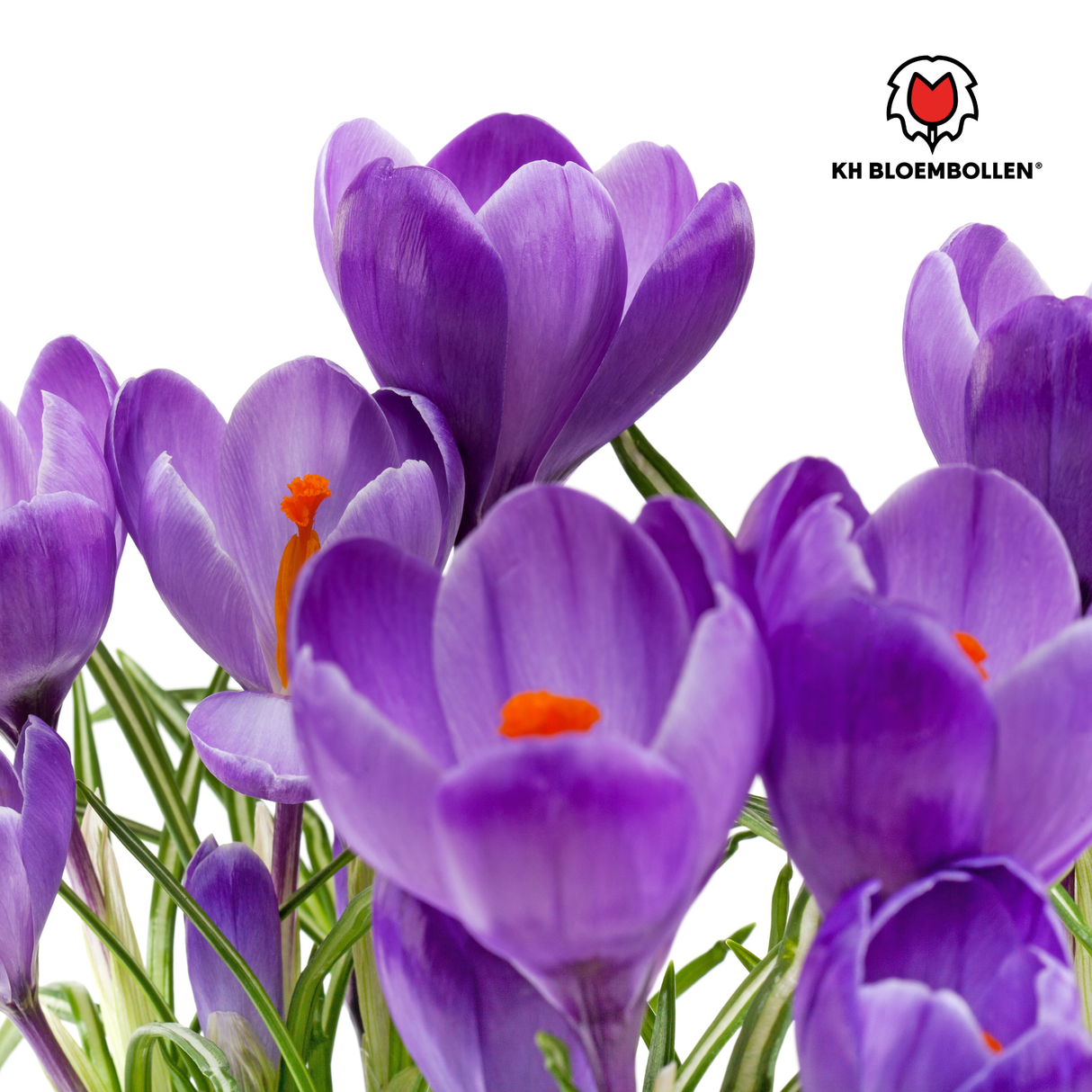 Krokusbollen paars 30 stuks