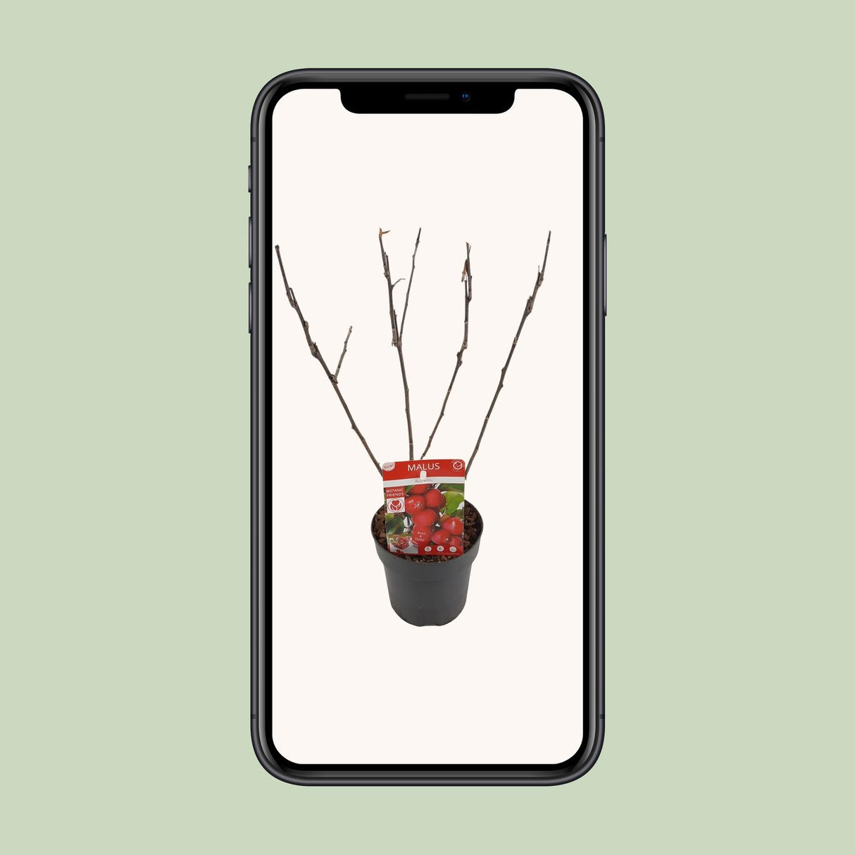 Malus 'Appletini' - Ø13cm - ↕10cm