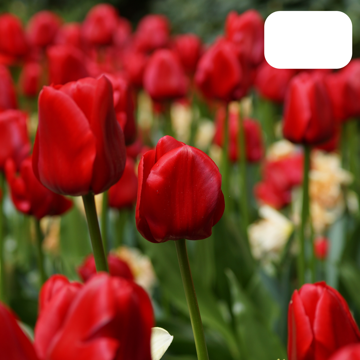 Tulip Bulbs Ile de France – 20 Pieces | Deep Red Tulip – Classic, Bold & Elegant – For Garden or Pot – Size 11/12 – Fresh from the Grower