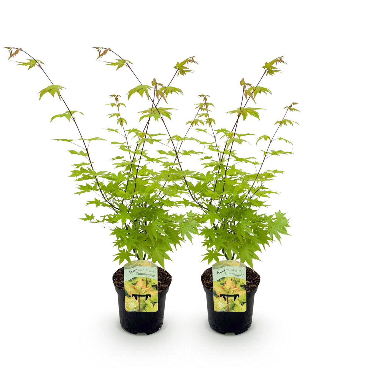 Acer palmatum Summergold x2