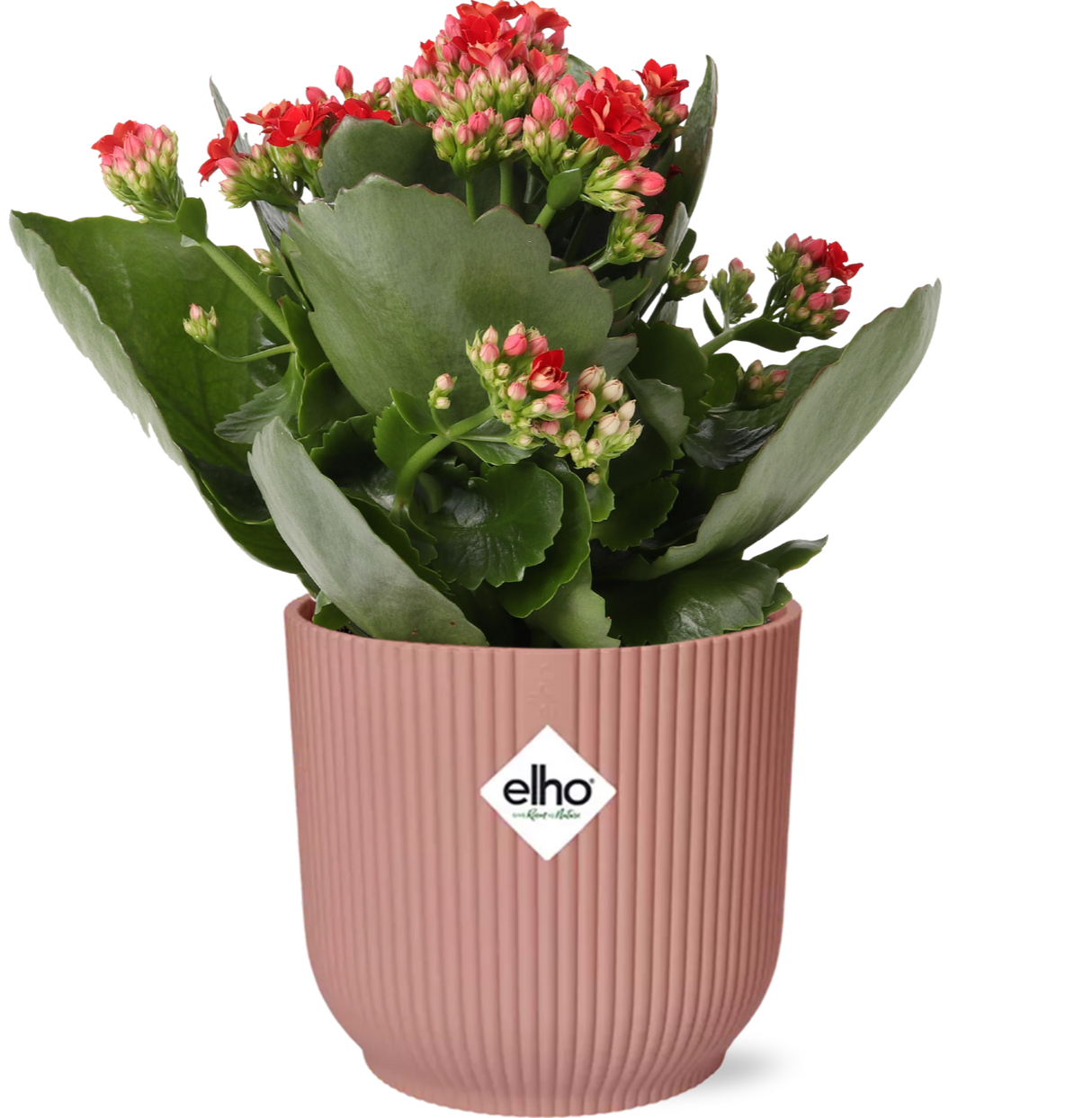 Kalanchoe Rosalina Don Justino Rood + ELHO Vibes Fold 14cm roze