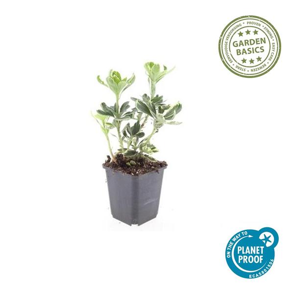 Pachysandra udtryk. 'Variegata'