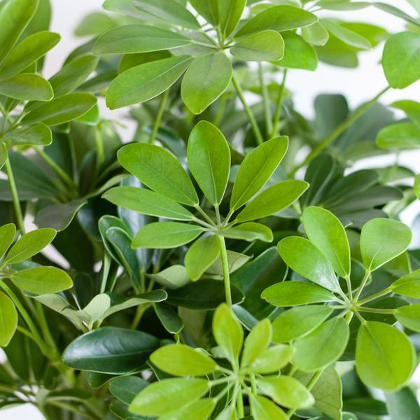 Schefflera Arab Nora - white Viber pot