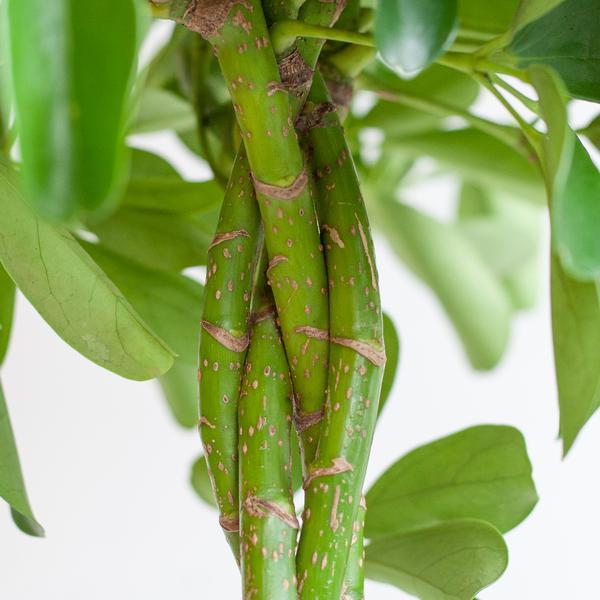 Schefflera Arab Nora - white Viber pot