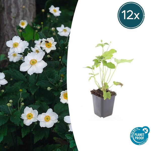 Anemone hyb. 'Honorine Jobert'