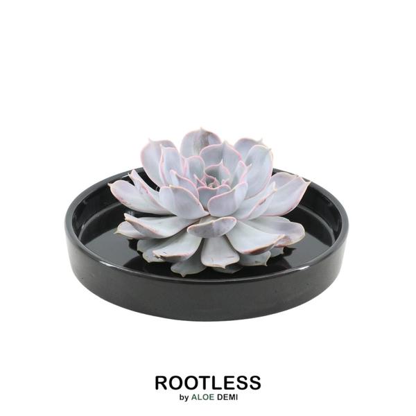 RODløs Sukkulent Echeveria Lilacina i skala 'zwart' Ø20 cm - ↕5 cm
