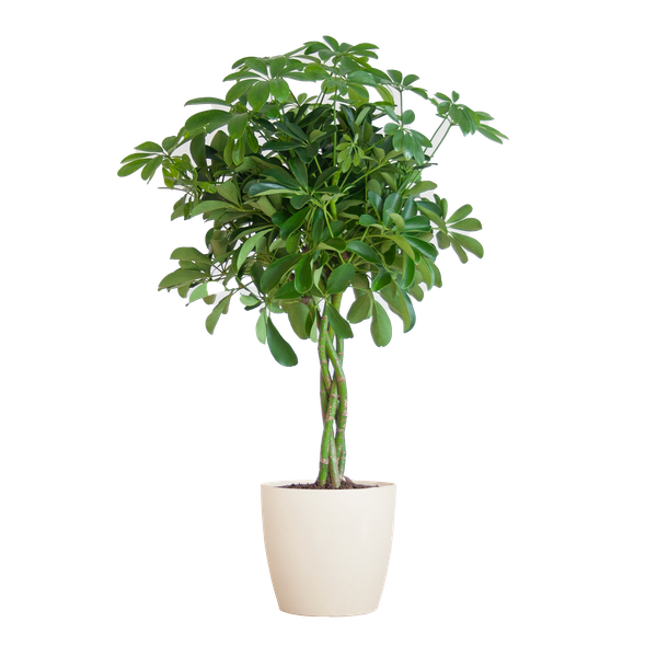Schefflera Arab Nora - white Viber pot