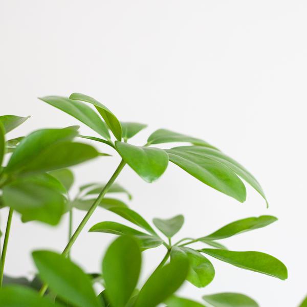 Schefflera Arab Nora - white Viber pot