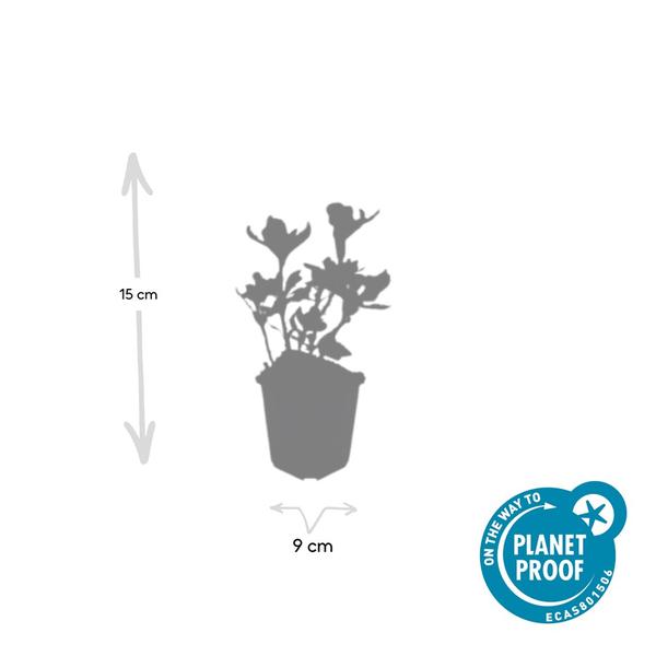 Pachysandra udtryk. 'Variegata'