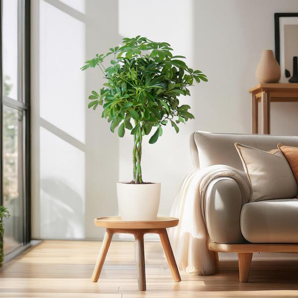Schefflera Arab Nora - white Viber pot