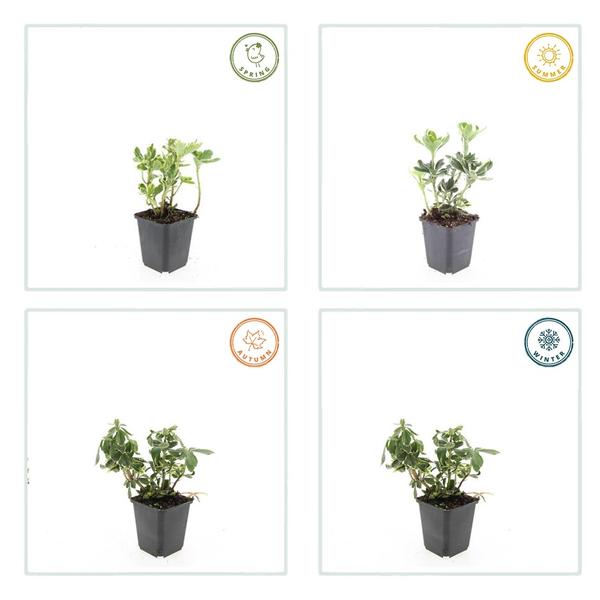 Pachysandra udtryk. 'Variegata'