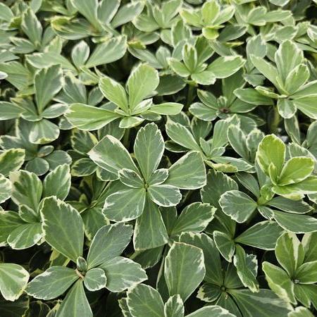 Pachysandra udtryk. 'Variegata'