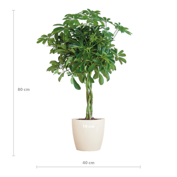 Schefflera Arab Nora - white Viber pot