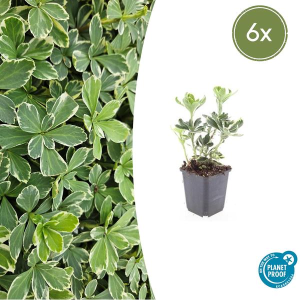 Pachysandra udtryk. 'Variegata'