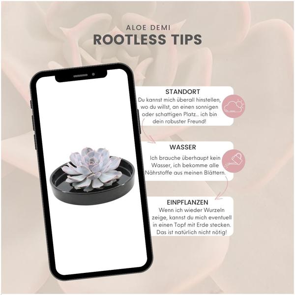 RODløs Sukkulent Echeveria Lilacina i skala 'zwart' Ø20 cm - ↕5 cm