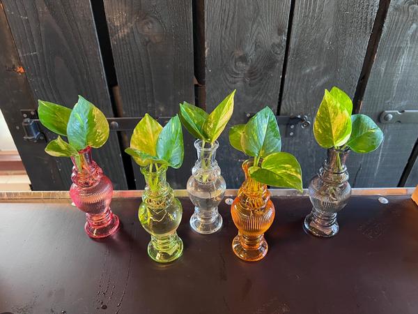 Houseplants Mix in Venice Glas - 6 pieces - Ø7cm - ↕20cm