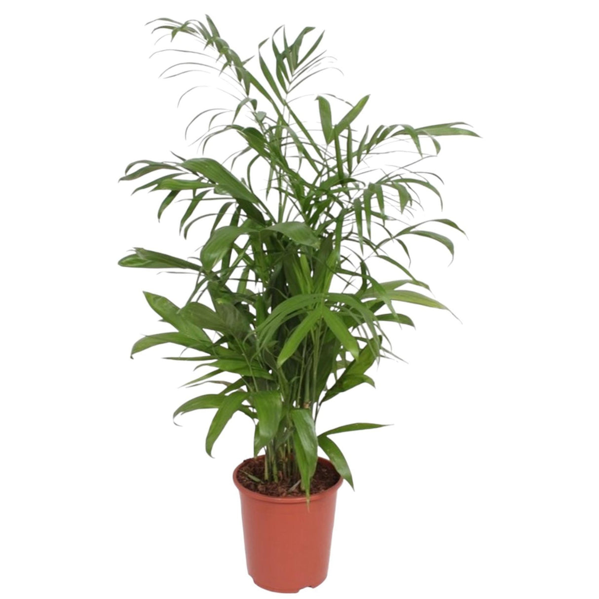 Chamaedorea Seifrizii - 140 cm - ø27