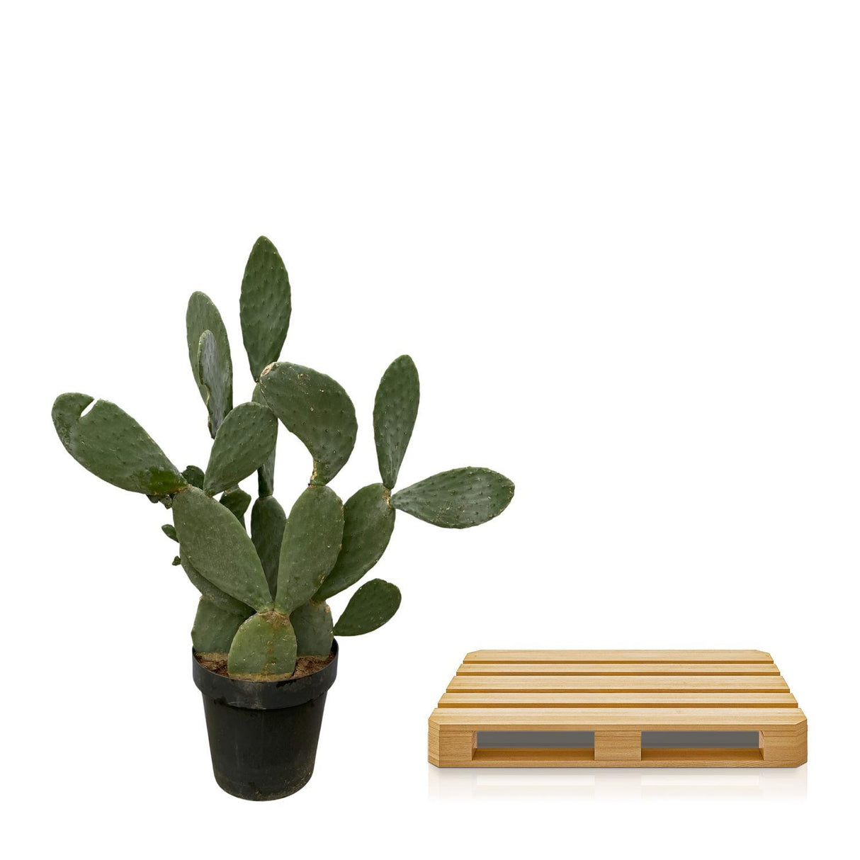 Opuntia Ficus Indica