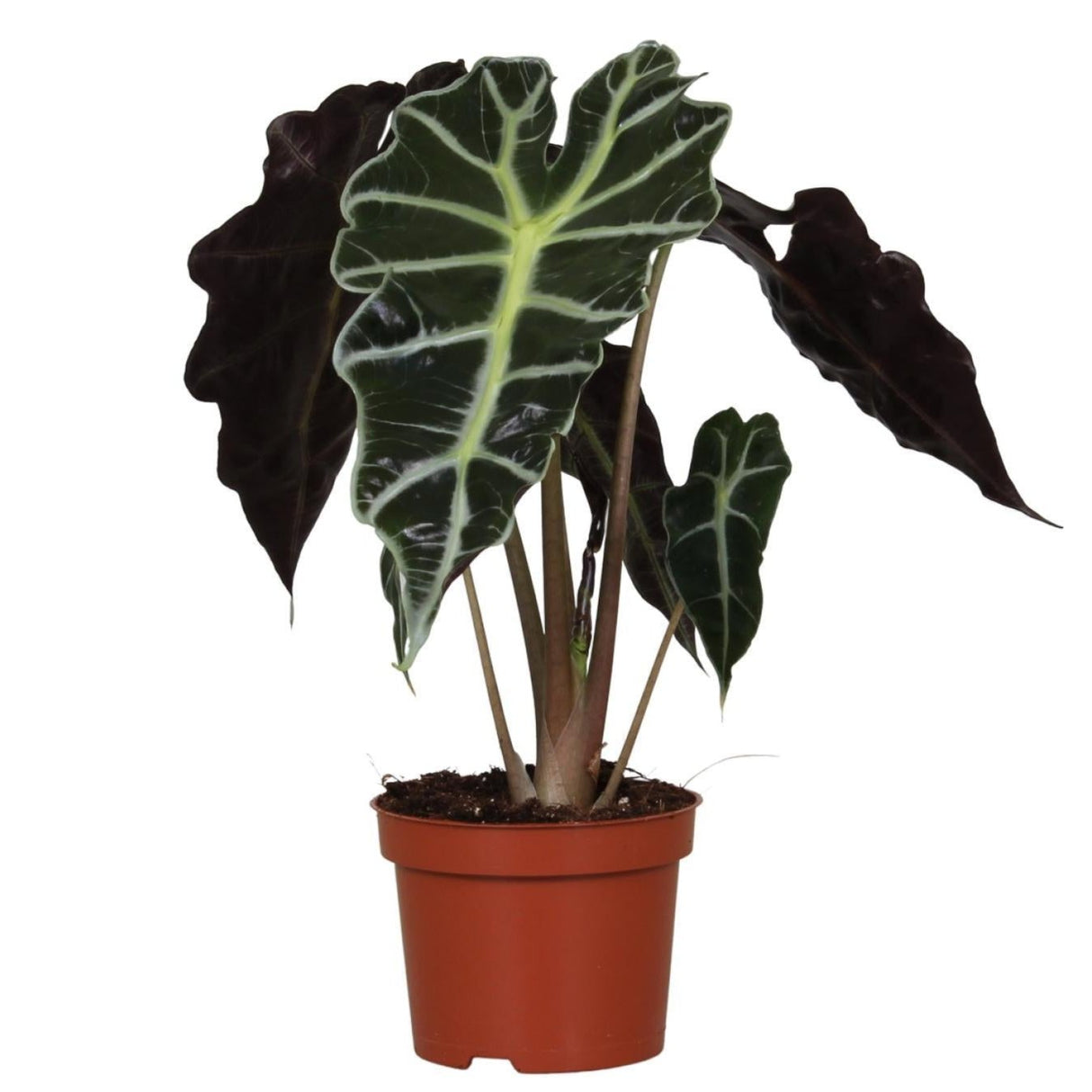 Alocasia Amazonica Polly - Ø12cm - ↕30cm