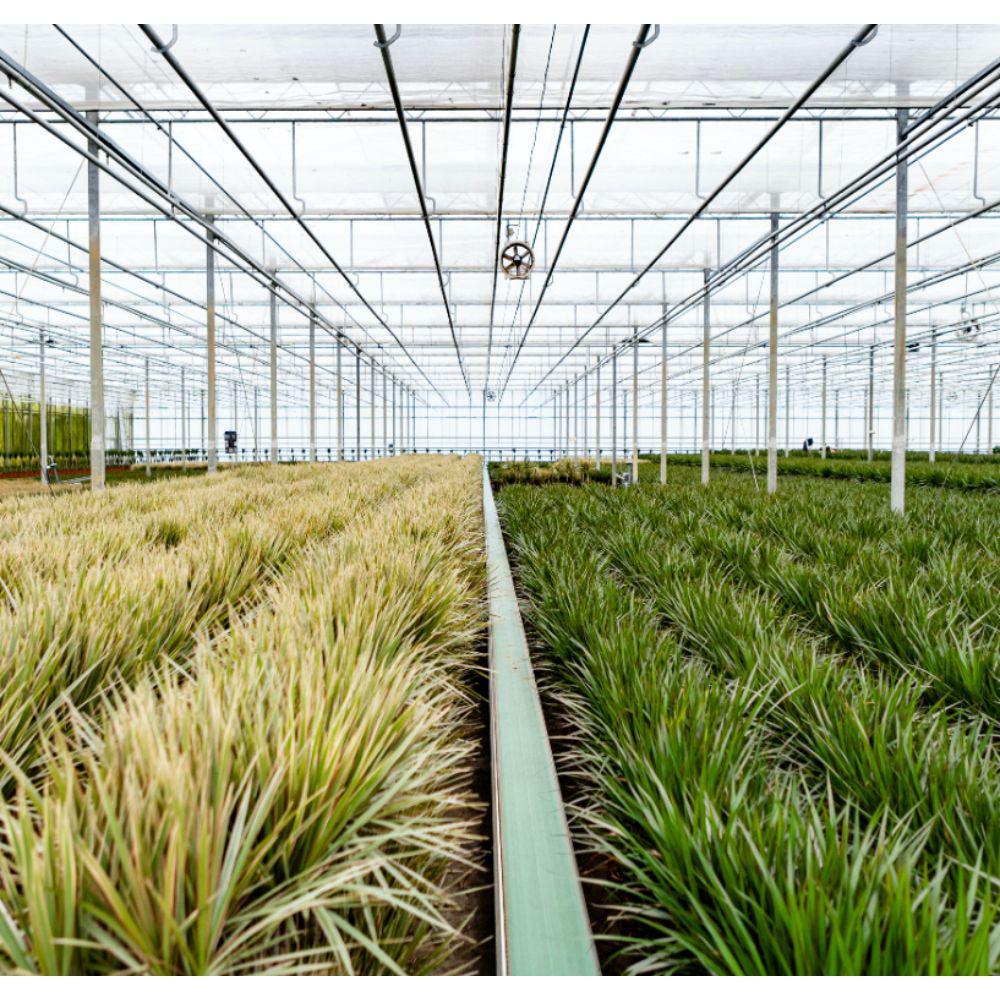 Dracaena with basket