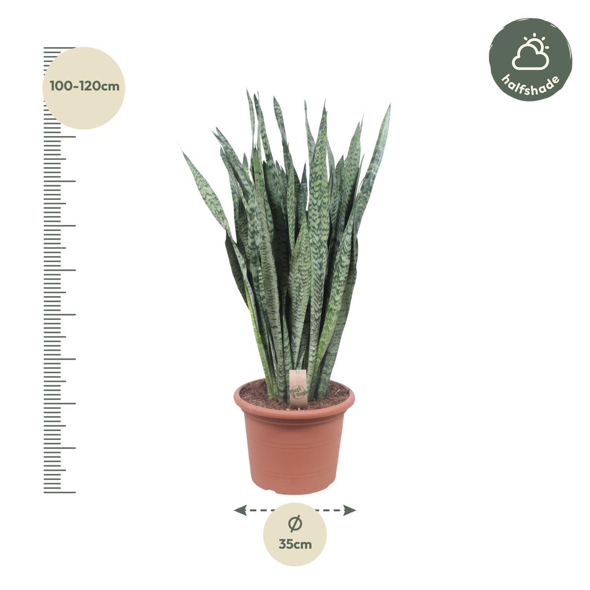 Sansevieria Zeylenica