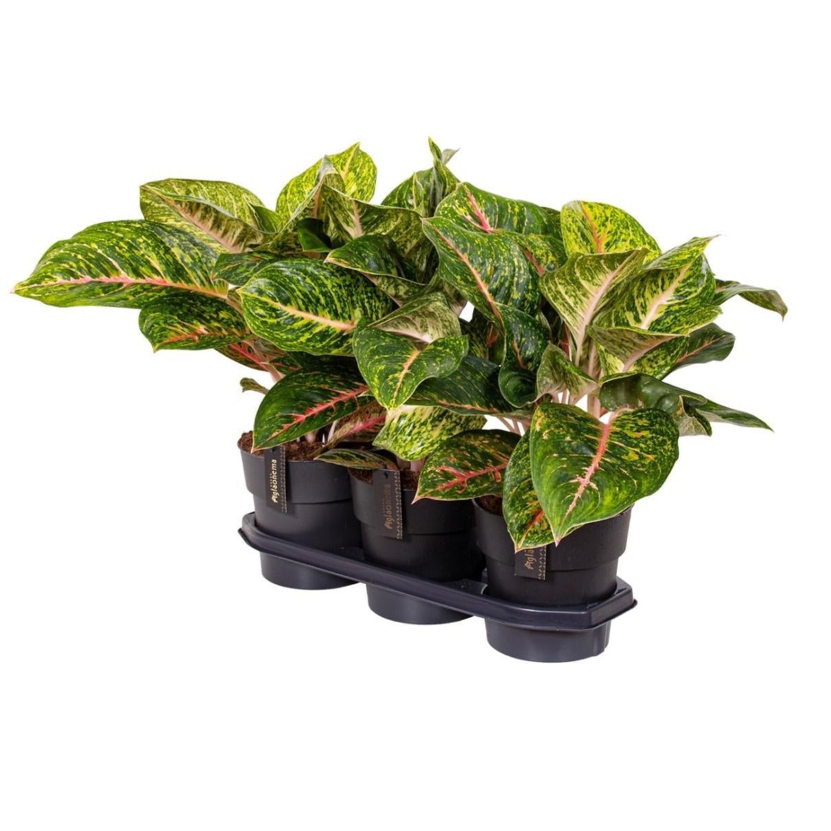 Aglaonema Spring Red - Ø19cm - ↕60cm
