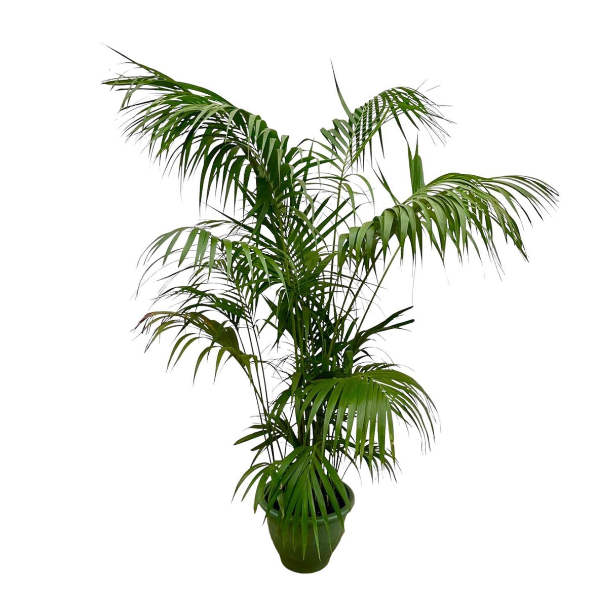 Kentia Palm