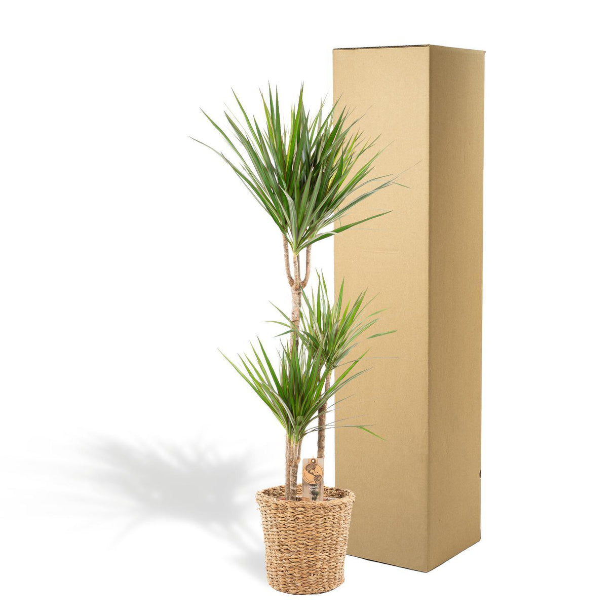Dracaena with basket
