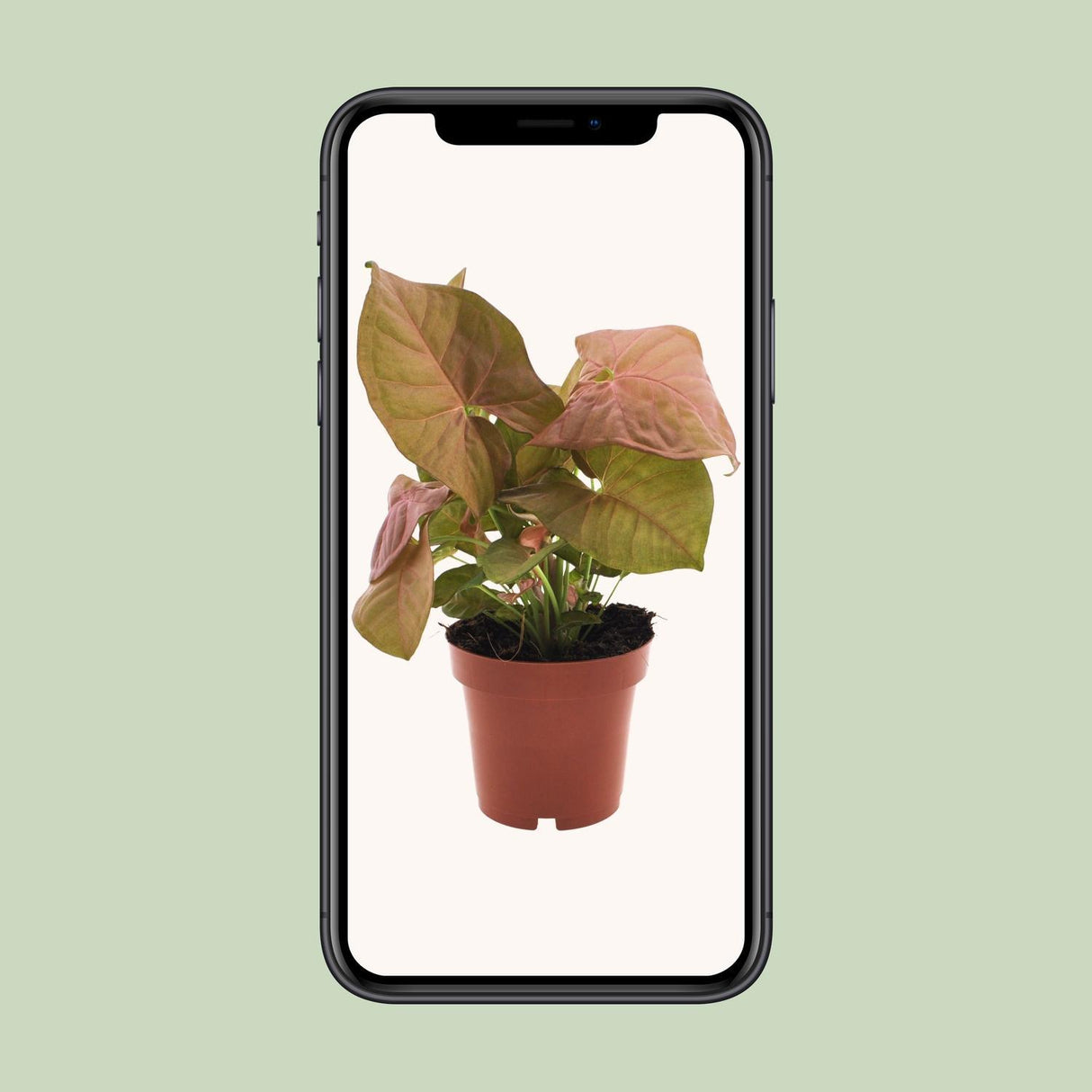 Syngonium Neon