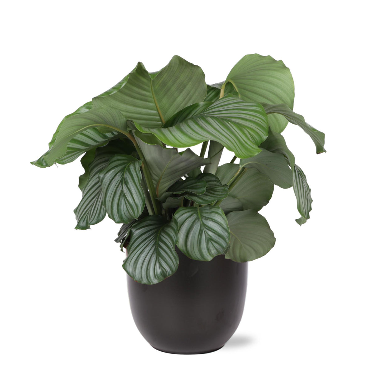 Calathea Orbifolia
