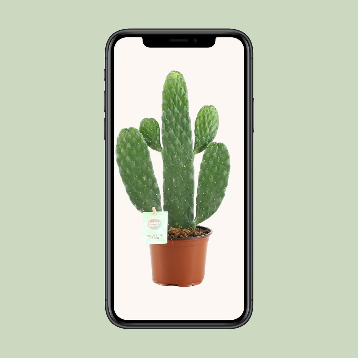 Opuntia Rubescens Consolea