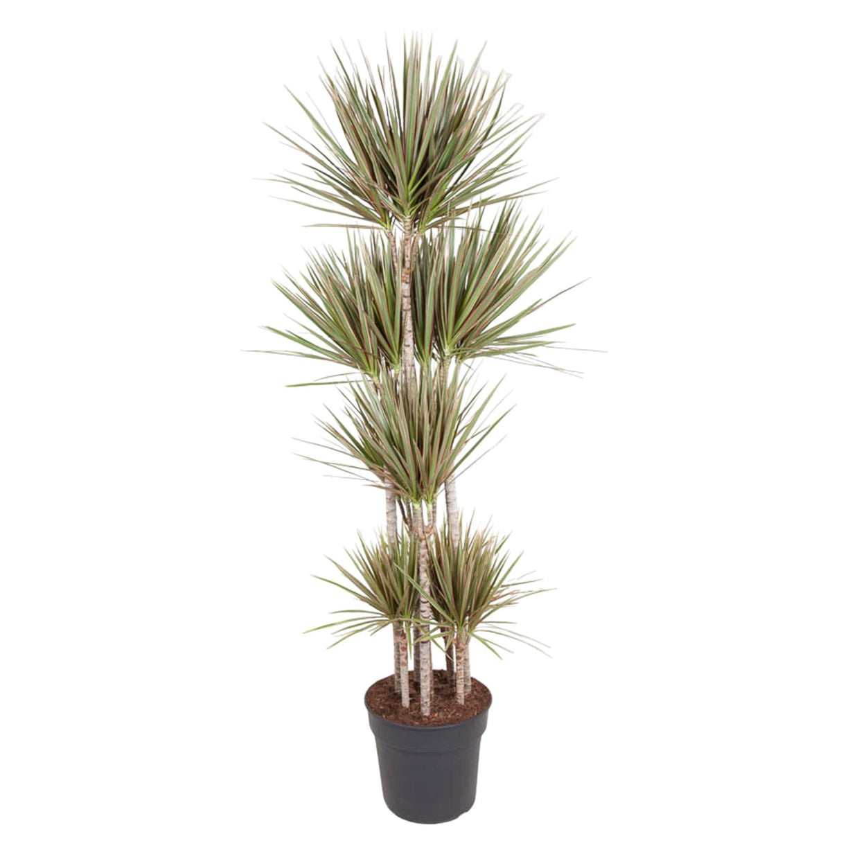Dracaena Bicolor Carrousel